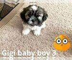 Puppy 2 Mi-Ki-Shinese Mix
