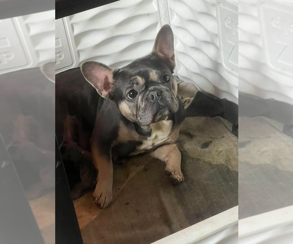 Full screen Photo #2 French Bulldog Puppy For Sale in MERIDEN, MN, USA