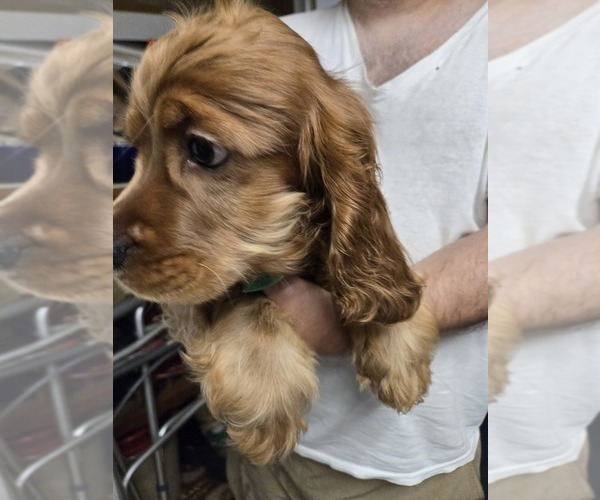 Medium Photo #5 English Cocker Spaniel Puppy For Sale in HOLYOKE, MA, USA