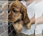 Small #4 English Cocker Spaniel