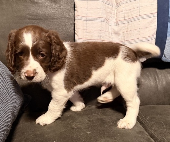 Medium Photo #10 English Springer Spaniel Puppy For Sale in VIRGINIA, MN, USA