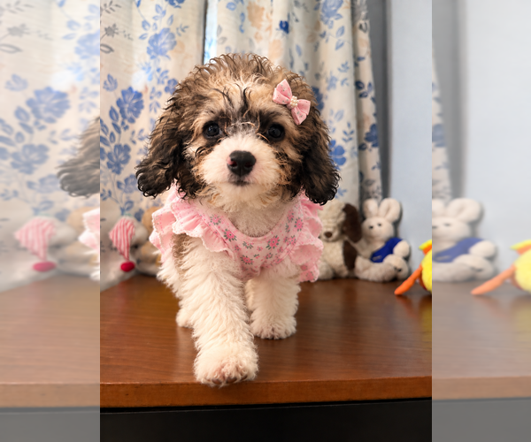 Medium Photo #20 Cockapoo (Miniature) Puppy For Sale in DURHAM, CT, USA