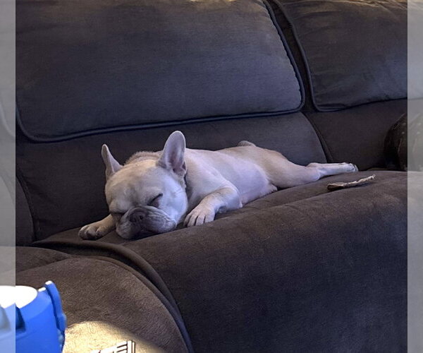 Medium Photo #4 French Bulldog Puppy For Sale in Valrico, FL, USA