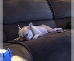 Small #3 French Bulldog