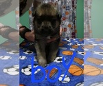 Small Photo #6 German Shepherd Dog Puppy For Sale in PAGELAND, SC, USA