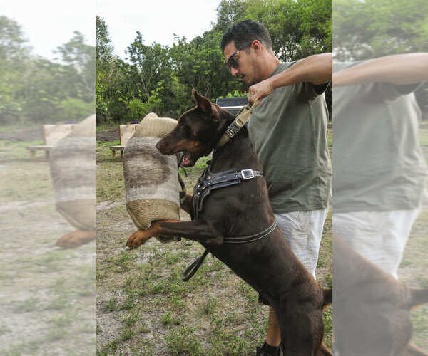 Medium Photo #9 Doberman Pinscher Puppy For Sale in FORT LAUDERDALE, FL, USA