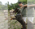 Small #8 Doberman Pinscher