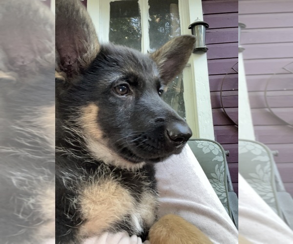 Medium Photo #54 German Shepherd Dog Puppy For Sale in WINONA, MN, USA
