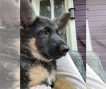 Small Photo #54 German Shepherd Dog Puppy For Sale in WINONA, MN, USA