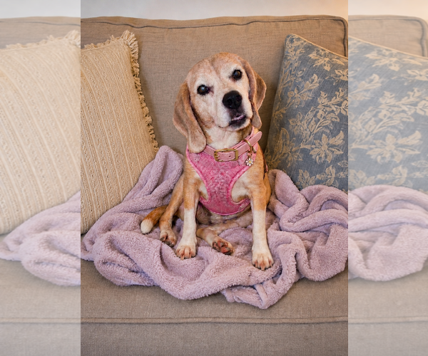 Medium Photo #3 Beagle Puppy For Sale in Dunnellon, FL, USA