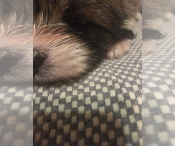 Medium Photo #20 Maltipom Puppy For Sale in HUDSON, MA, USA