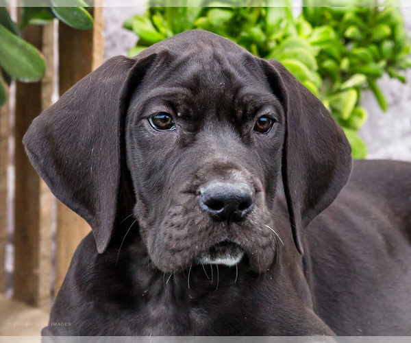 Medium Photo #2 Great Dane Puppy For Sale in WAKARUSA, IN, USA