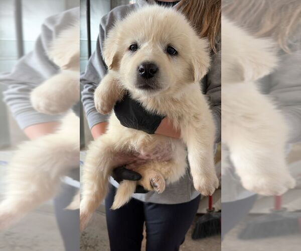 Medium Photo #1 Great Pyrenees-Unknown Mix Puppy For Sale in Calgary, Alberta, Canada