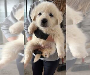 Great Pyrenees-Unknown Mix Dogs for adoption in Calgary, Alberta, Canada