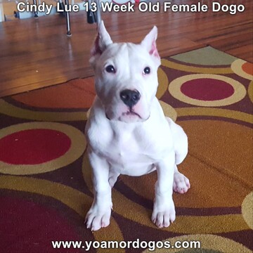 Medium Photo #168 Dogo Argentino Puppy For Sale in PINEVILLE, MO, USA