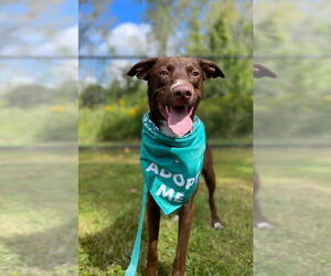 Australian Shepherd-German Shepherd Dog Mix Dogs for adoption in Rochester, NY, USA