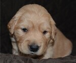 Small Photo #2 Golden Retriever Puppy For Sale in POULSBO, WA, USA