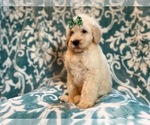 Small Photo #4 Poodle (Standard) Puppy For Sale in LAKELAND, FL, USA
