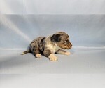 Small Photo #17 Bernedoodle (Miniature) Puppy For Sale in BLACK FOREST, CO, USA