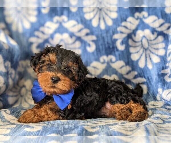 Medium Photo #2 YorkiePoo Puppy For Sale in LINCOLN UNIV, PA, USA