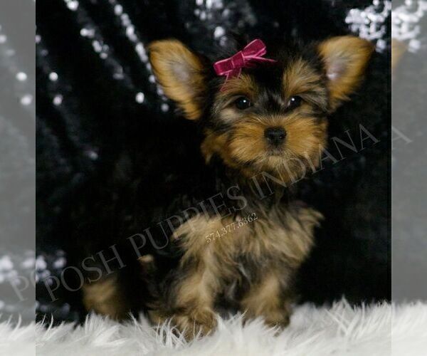Medium Photo #1 Yorkshire Terrier Puppy For Sale in WARSAW, IN, USA
