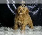 Small #5 Goldendoodle (Miniature)