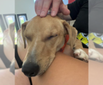 Small Photo #3 Bassetdor Puppy For Sale in San Diego, CA, USA
