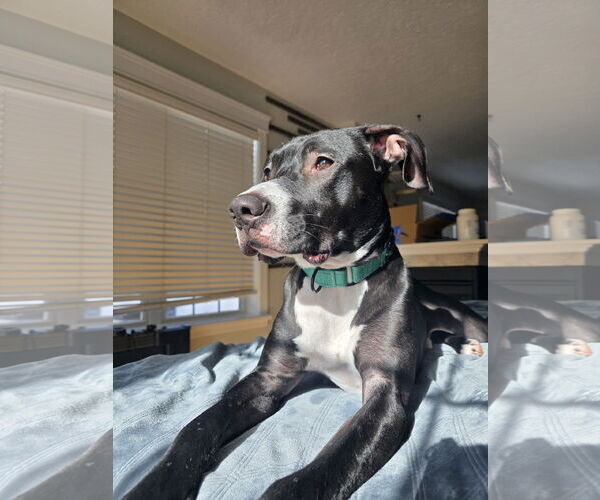 Medium Photo #27 Labrador Retriever-Unknown Mix Puppy For Sale in Princeton, MN, USA