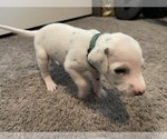 Small Photo #3 Dalmatian Puppy For Sale in SAINT PETERSBURG, FL, USA