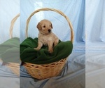Small Photo #10 Goldendoodle Puppy For Sale in JEDDO, MI, USA