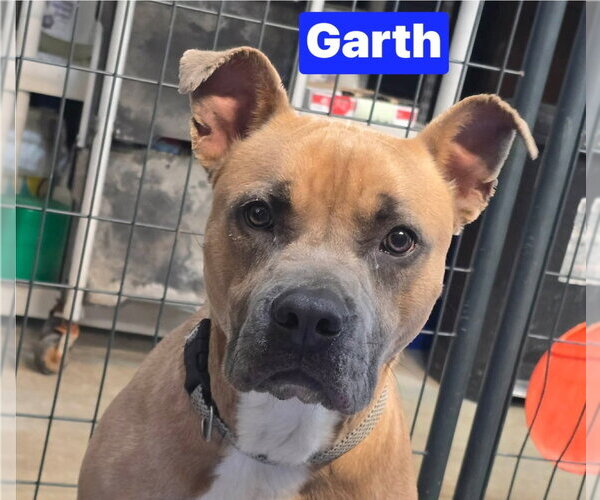 Medium Photo #8 Mutt Puppy For Sale in Foristell, MO, USA