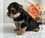 Small #8 Morkie