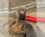 Small #4 Labrador Retriever