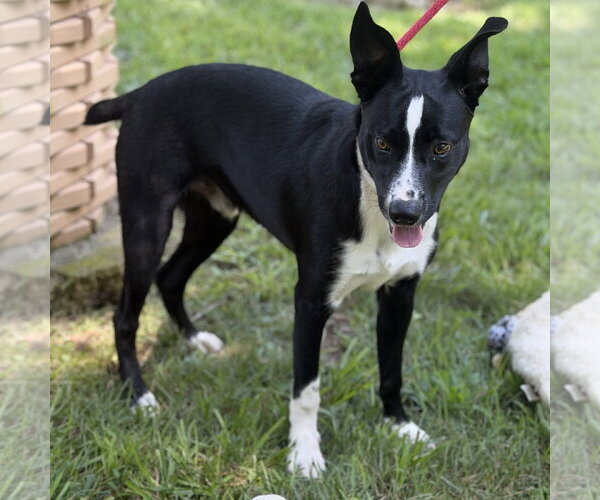 Medium Photo #2 Border Collie Puppy For Sale in Yardley, PA, USA