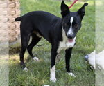 Small #1 Border Collie