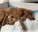 Small #64 Goldendoodle