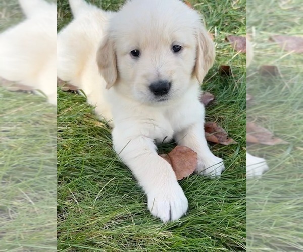 Medium Photo #1 Golden Retriever Puppy For Sale in CLOVERDALE, CA, USA
