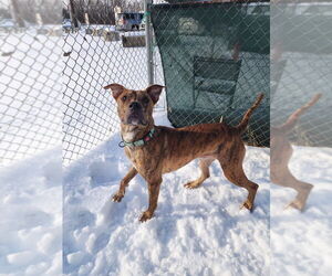 Aiko - Male Mutt Dog for Adoption - Photo #5