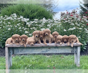 Golden Retriever Puppy for Sale in WOLCOTT, Indiana USA