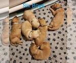 Small Photo #3 Golden Retriever Puppy For Sale in PAULINE, SC, USA