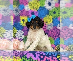 Poodle (Toy) Puppy for sale in KINZERS, PA, USA