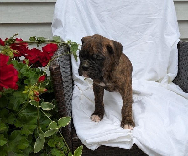 Medium Photo #44 Boxer Puppy For Sale in GOSHEN, IN, USA