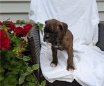 Small Photo #44 Boxer Puppy For Sale in GOSHEN, IN, USA