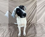 Small Labrador Retriever Mix