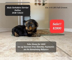 Yorkshire Terrier Puppy for sale in TUCSON, AZ, USA