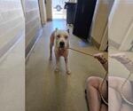 Small #2 American Pit Bull Terrier-Catahoula Leopard Dog Mix