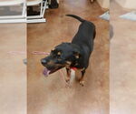 Small #12 Black Mouth Cur-Rottweiler Mix