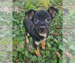Small #2 Chihuahua Mix