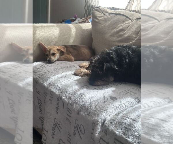 Medium Photo #7 Chihuahua-Spaniel Mix Puppy For Sale in Brewster, NY, USA