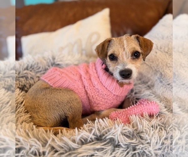 Medium Photo #2 Jack Chi Puppy For Sale in HUNTSVILLE, AL, USA